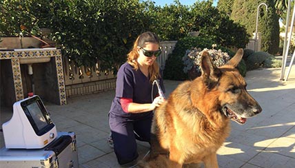 Dog Therapy