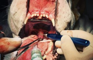 vet dental laser