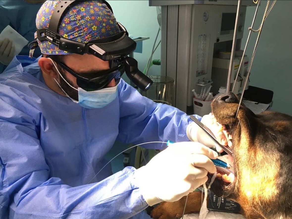 Veterinary Dentistry