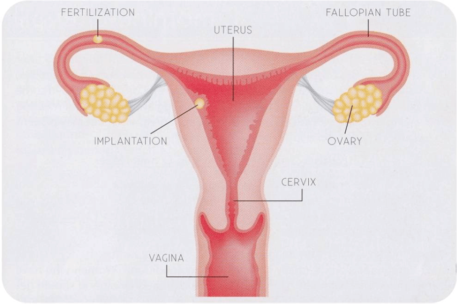 Laser vaginal rejuvenation